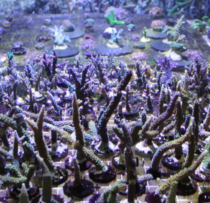 Acropora corals | Nausicaa