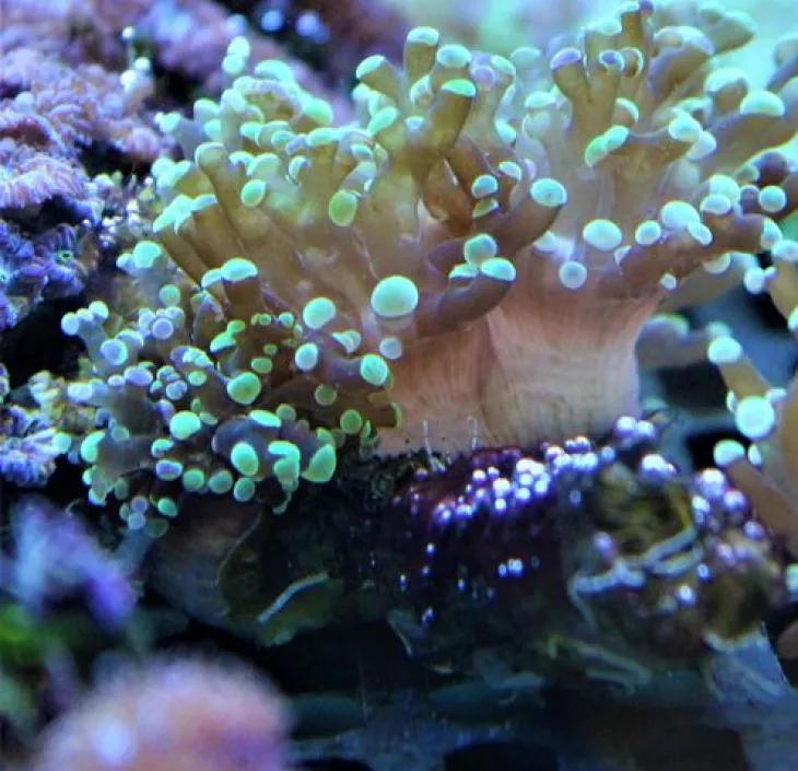 Euphyllia corals