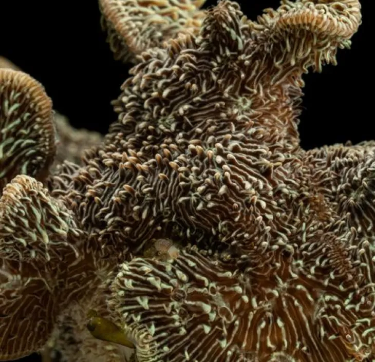 Potato chips coral Pavona cactus