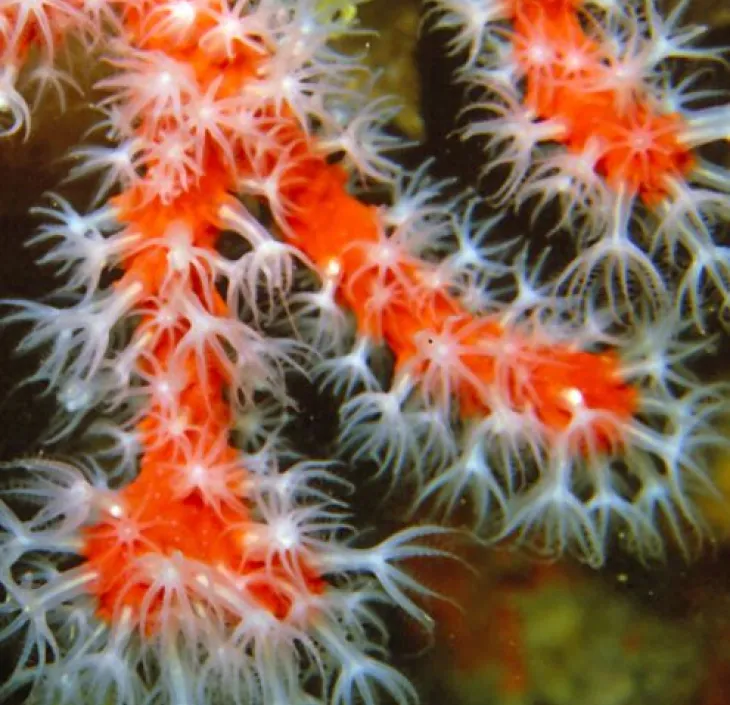 Het bloedkoraal Corallium rubrum