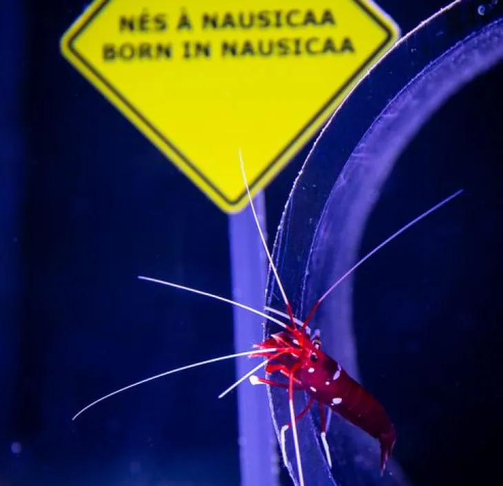 De bloedgarnaal Lysmata debelius