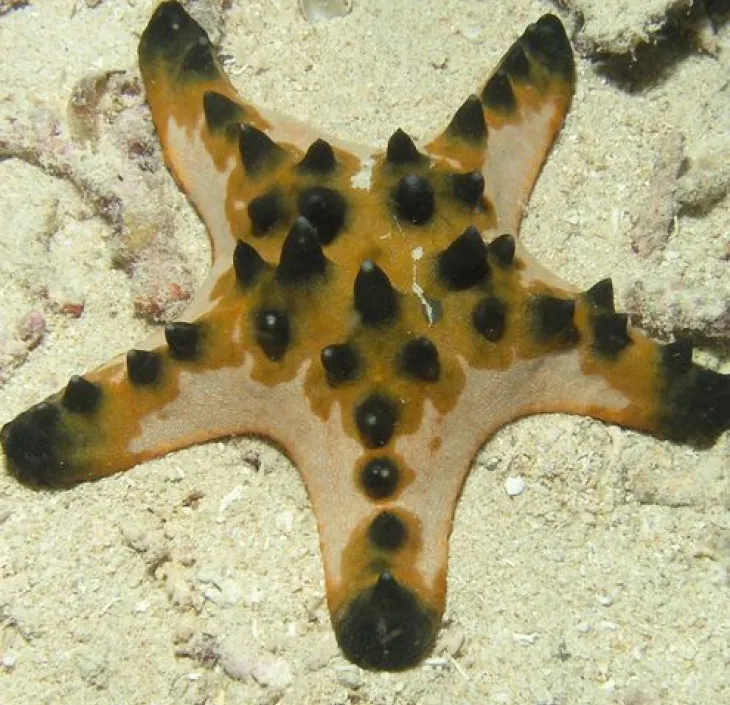 L'étoile de mer à cornes Protoreaster nodosus