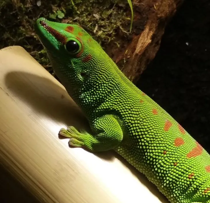 Madagascar Day Gecko Phelsuma madagascariensis