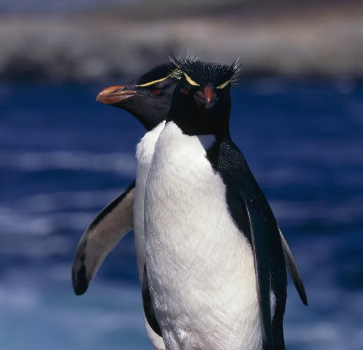 Pingouin et manchot : quelles différences ?