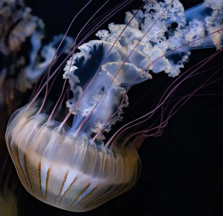 Japanese sea nettle Chrysaora pacifica