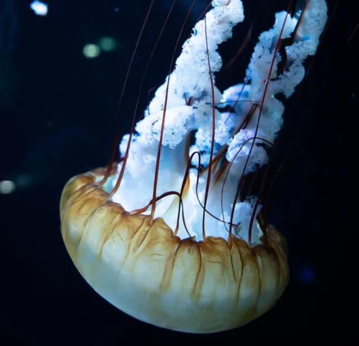 Pacific sea nettle Chrysaora fuscescens