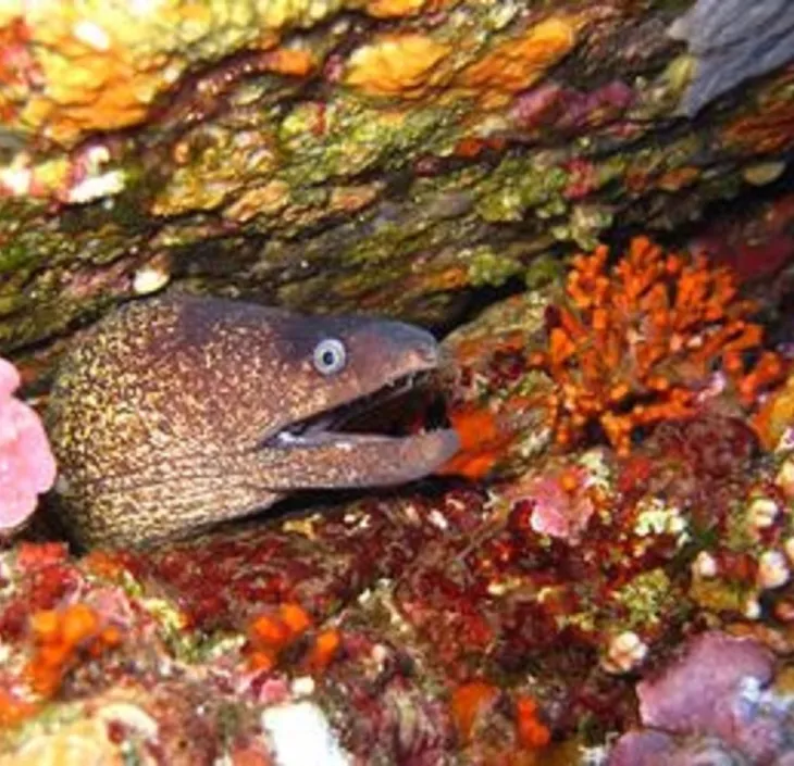 Mediterranean moray eel Muraena helena
