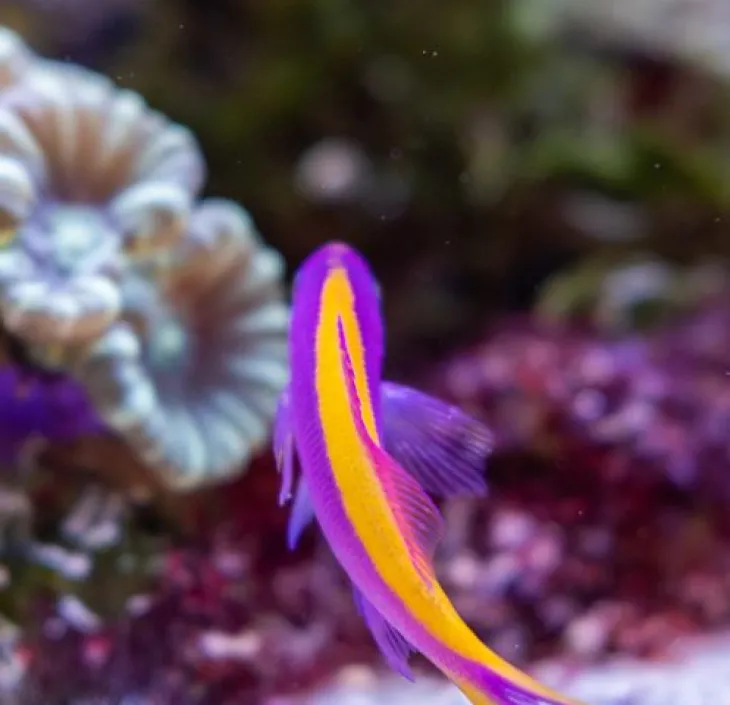 La perche de mer pourpre Pseudanthias tuka | Nausicaa