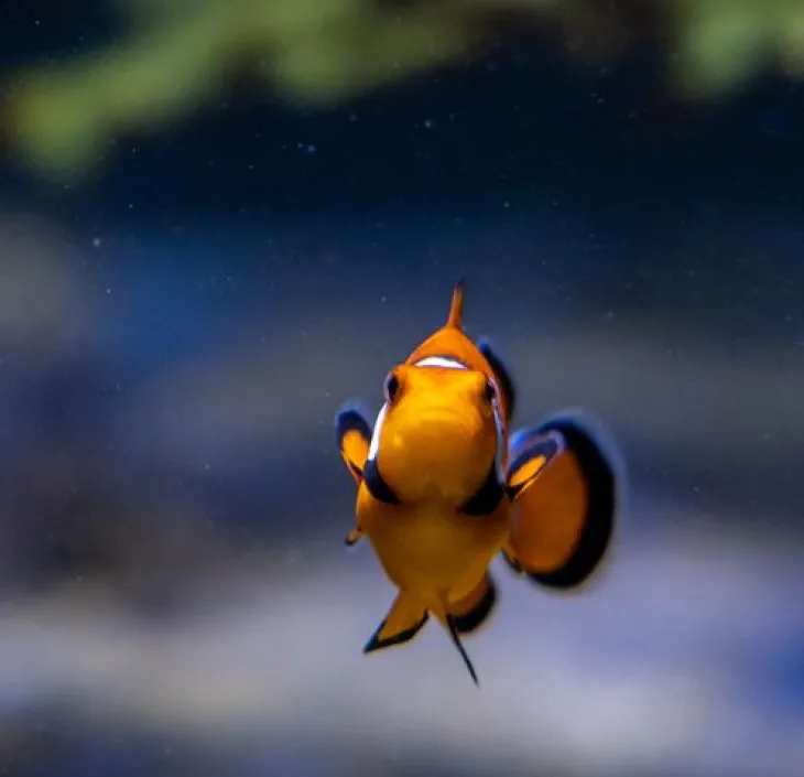 Clown Anemonefish