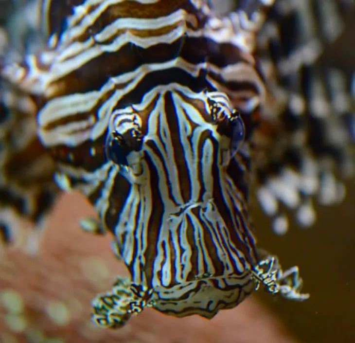 Red Lionfish Pterois volitans