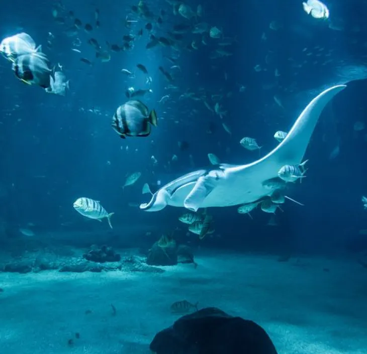 La grande raie manta Mobula birostris