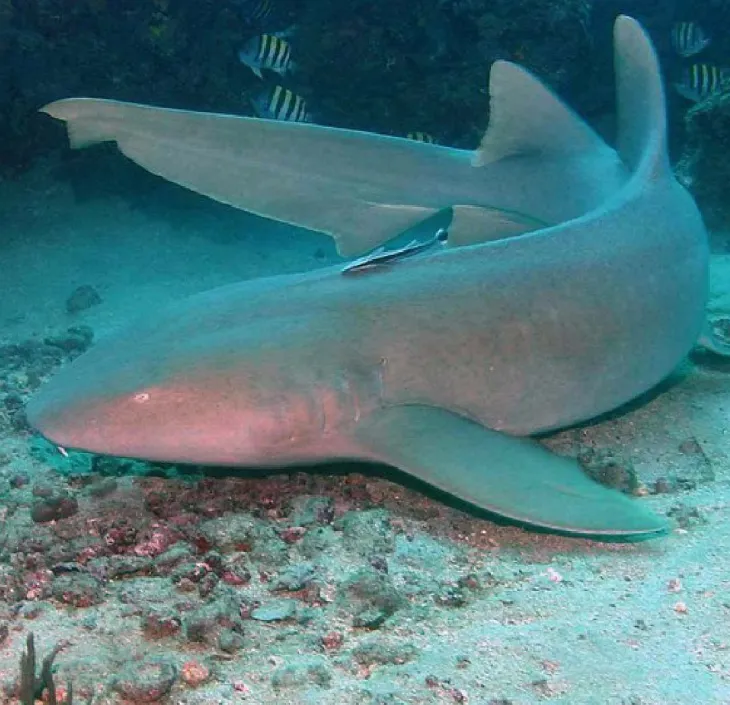 Atlantic Nurse Shark