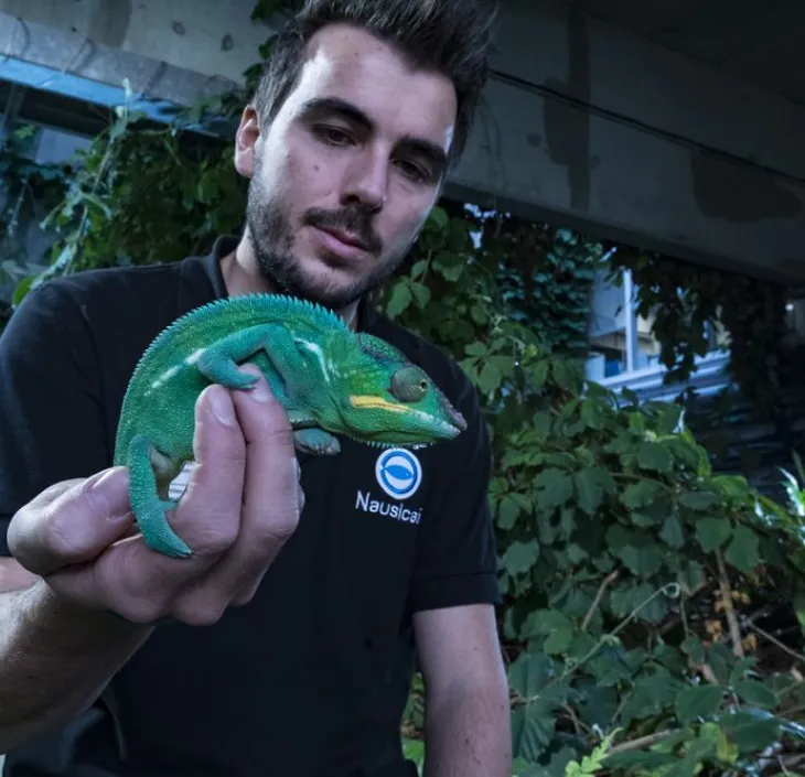 Soigneur et cameleon penthere