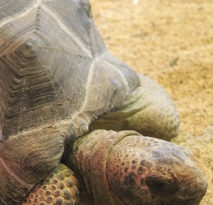 la tortue géante d'aldabra