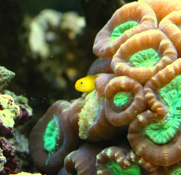 De gele koraalgobie