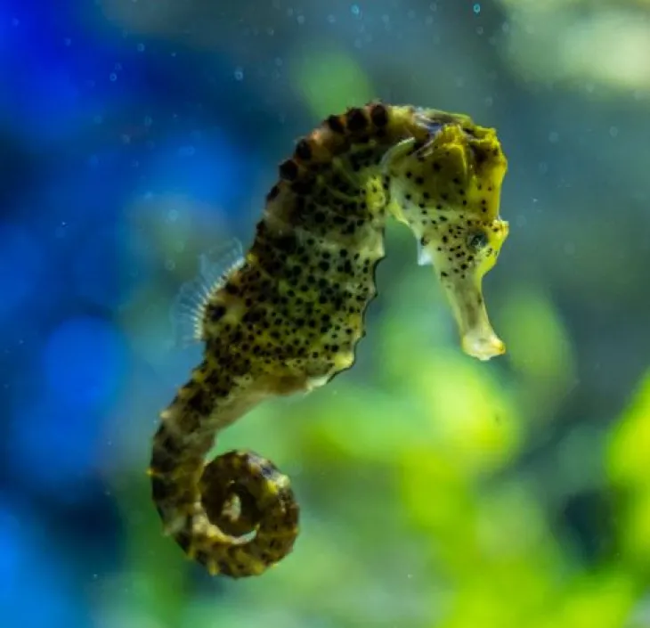 Longsnout seahorse Hippocampus reidi