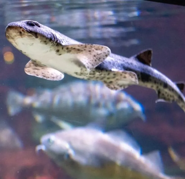 Smallspotted Catshark Scyliorhinus canicula