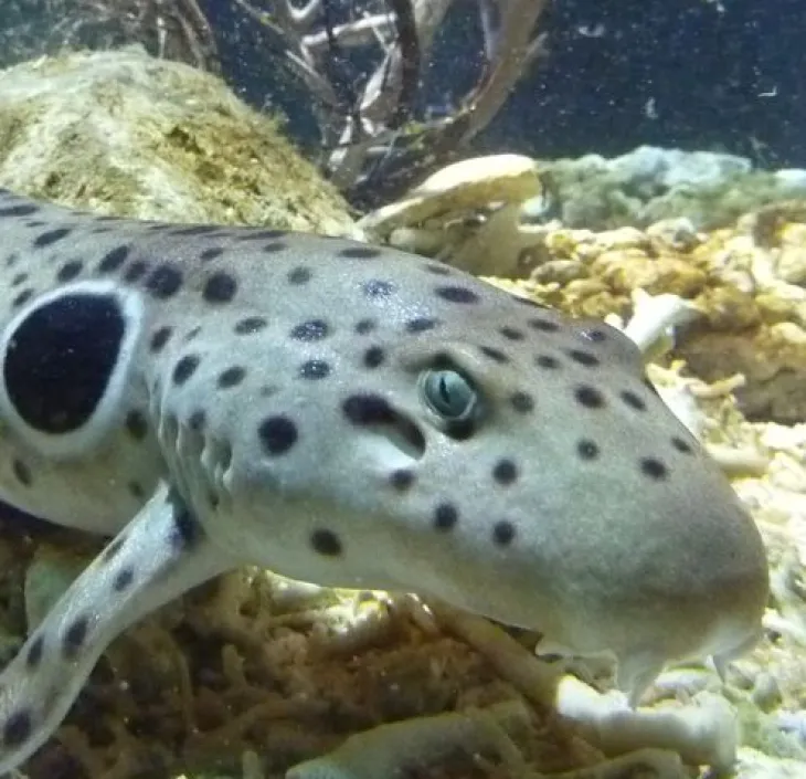 Epaulette Shark