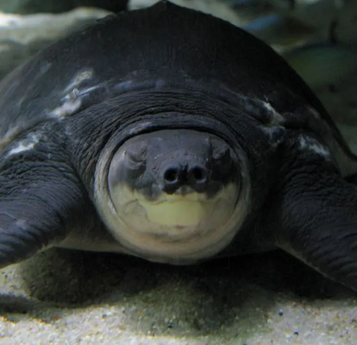 La tortue à nez de cochon Carettochelys insculpta