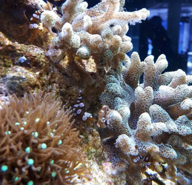  La crevette Thor Thor amboinensis