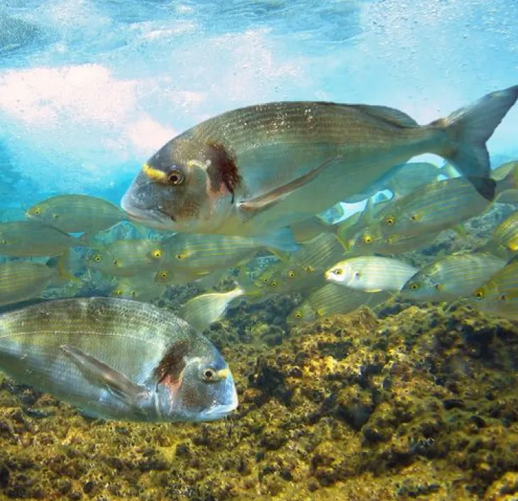 La daurade royale Sparus aurata