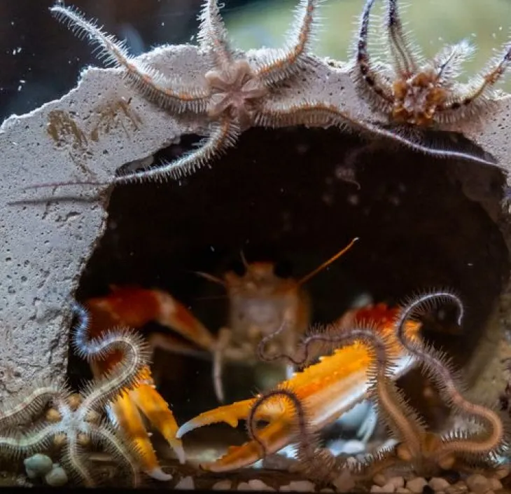 La langoustine Nephrops norvegicus