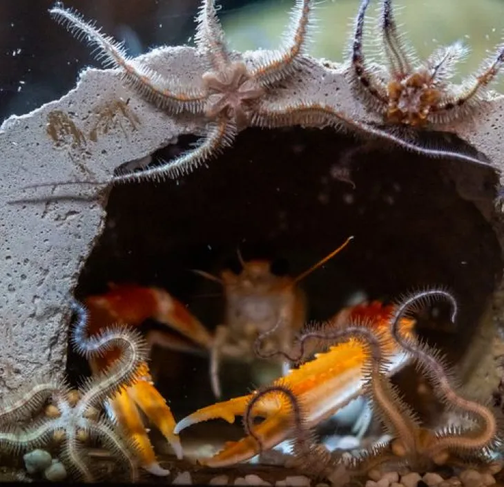 Het Noors kreeftje Nephrops norvegicus