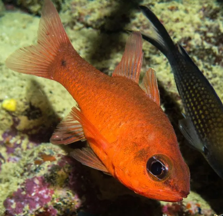 castagnole rouge Apogon imberbis