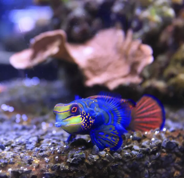 le poisson Mandarin Synchiropus splendidus