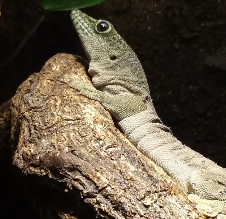 De Standing daggekko Gecko Phelsuma standingi