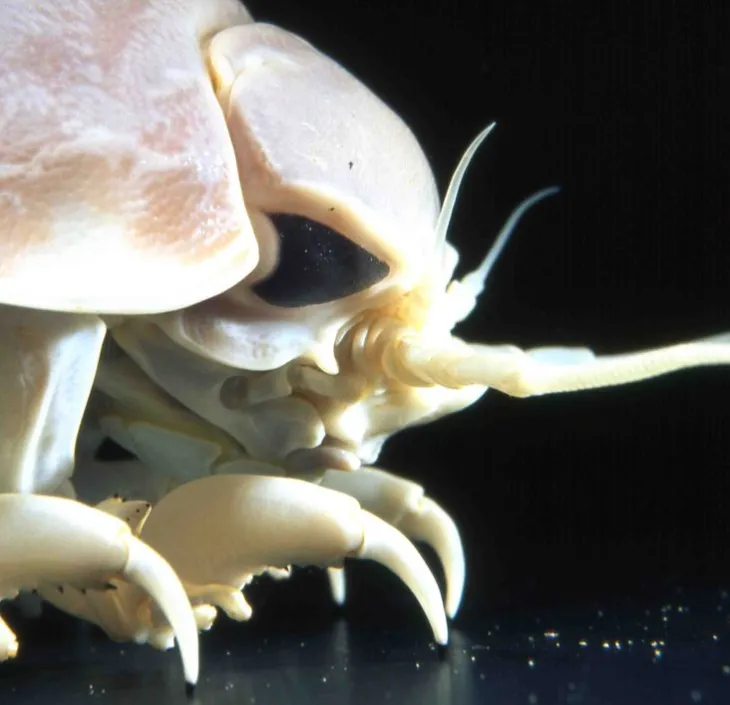 Giant isopod