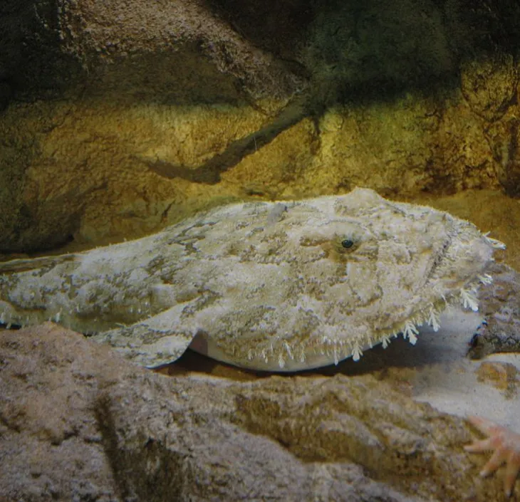 common anglerfish