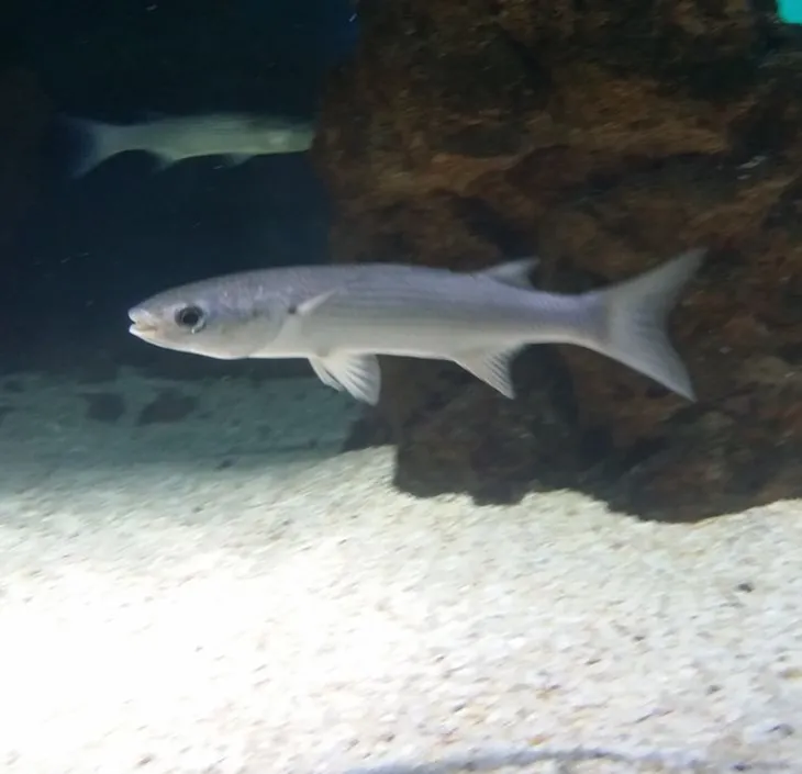 The thick-lipped grey mullet