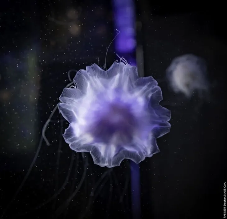 cyanée bleue méduse chevelue