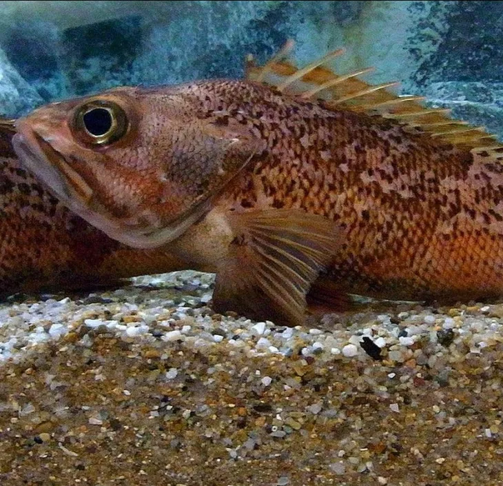 sébaste rouge japonais