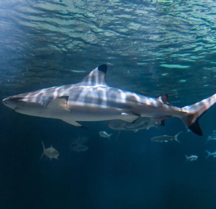 requin pointes noires