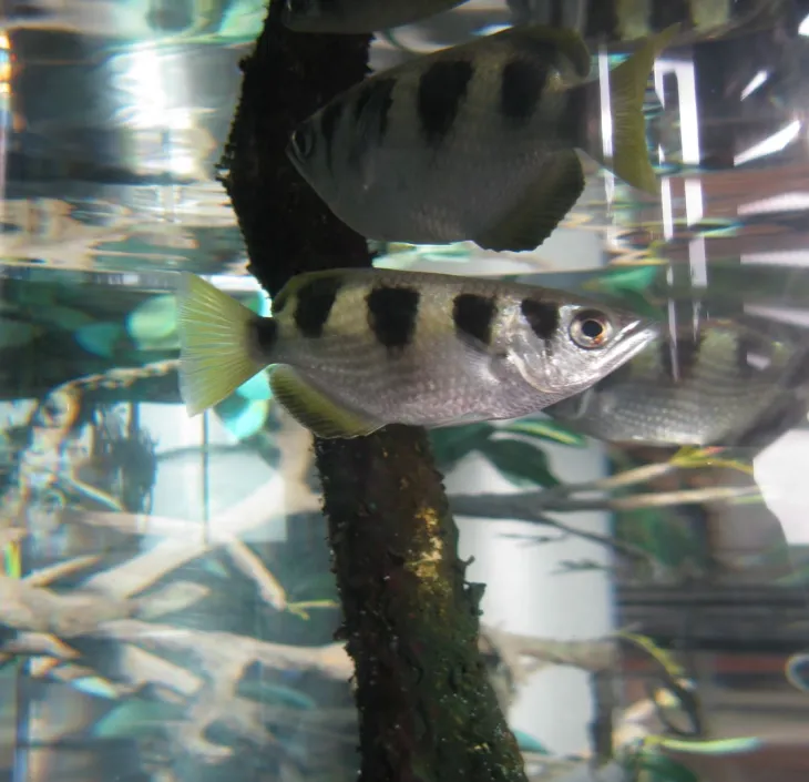 Banded Archerfish | Nausicaa