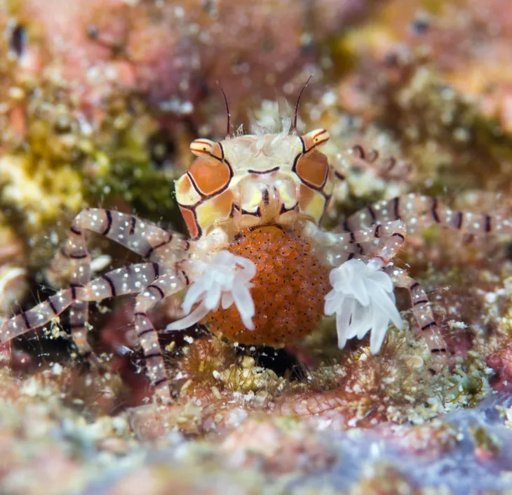 Crabe boxeur à mosaïque