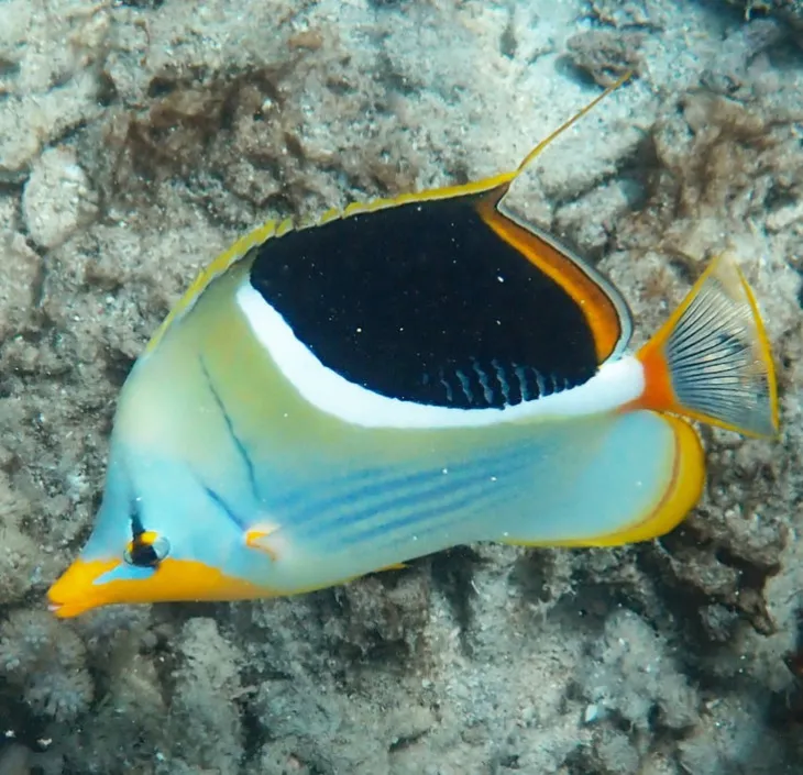 Poisson papillon à selle noire