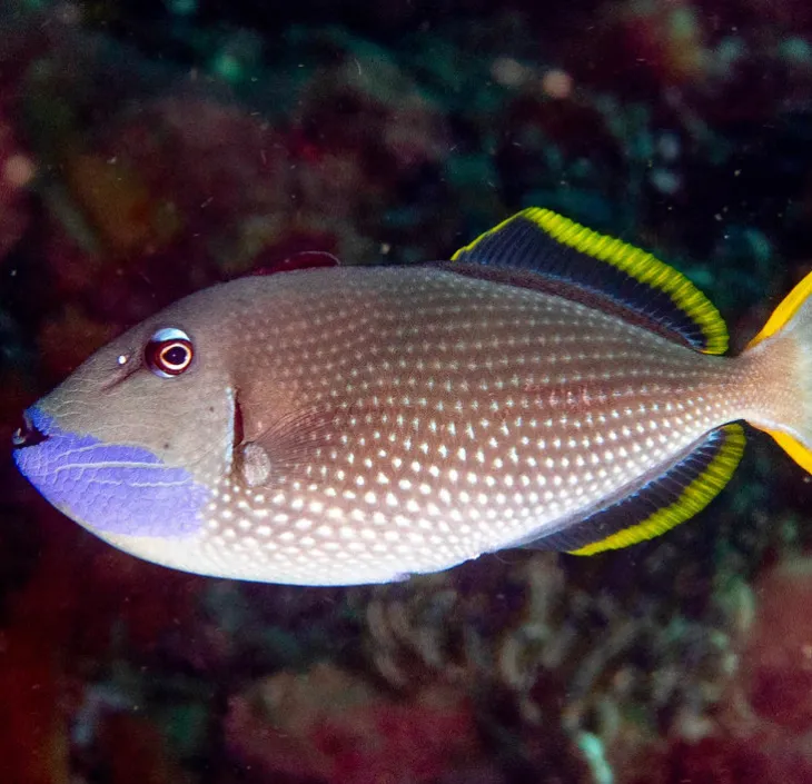 Gilded triggerfish Xanthichthys auromarginatus | Nausicaa