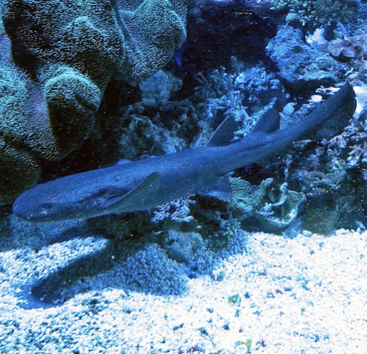 Short-tailed nurse shark