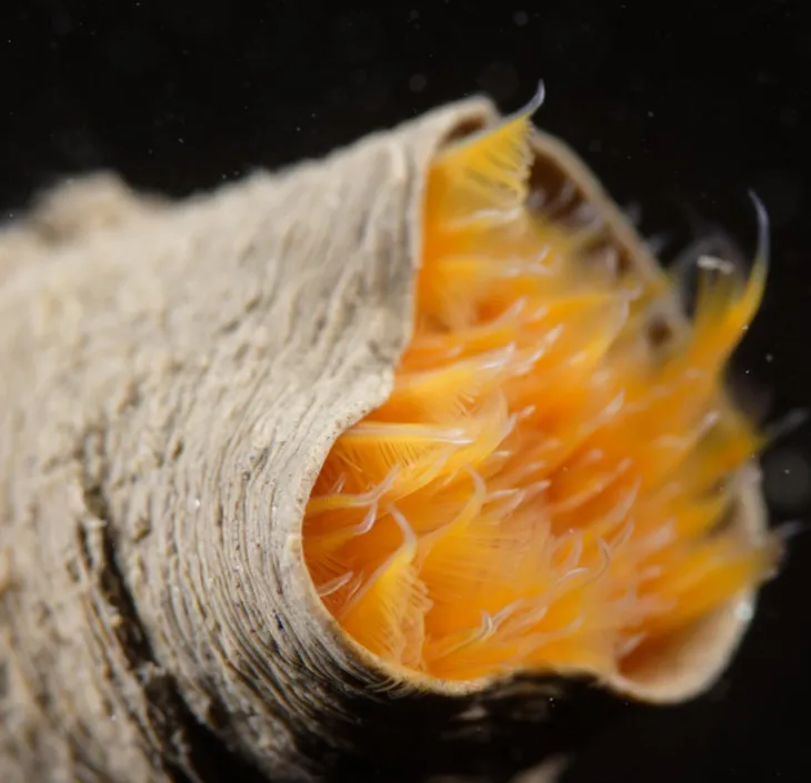 Dugornay Olivier (2018). Spirographe (Sabella spallanzanii) rétracté dans son tube. Ifremer. https://image.ifremer.fr/data/00769/88111/