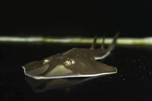 Baby blackchin guitarfish born at Nausicaá in June