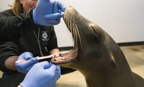 brushing sea lions' teeth at Nausicaá