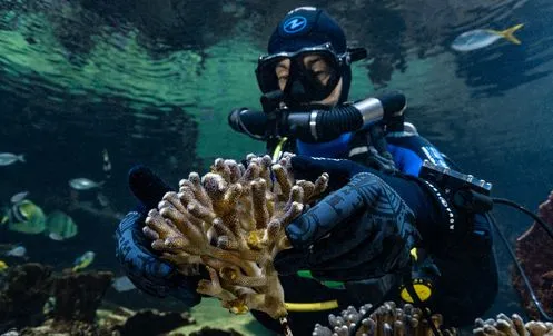 Plongeur implantation de corail 