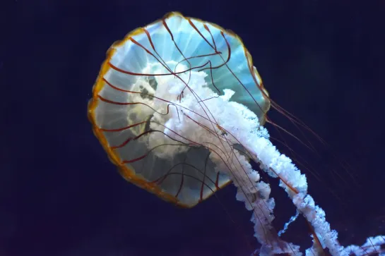photo de méduse dorée à nausicaa