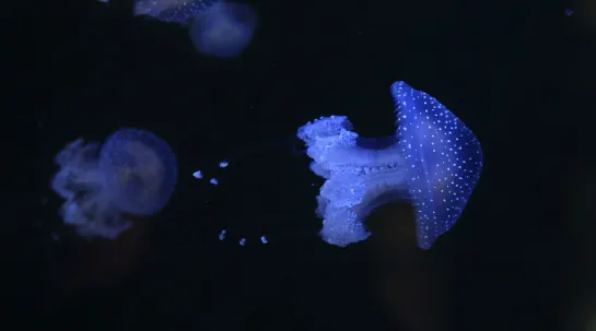 photo de méduse tachetée d'australie à nausicaa