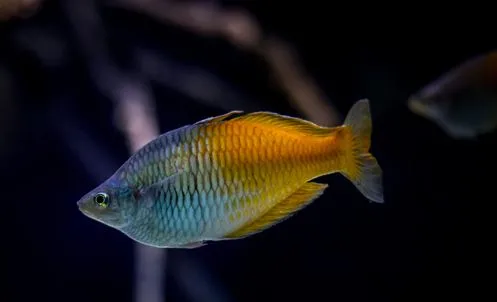 Boeseman rainbowfish born at Nausicaa
