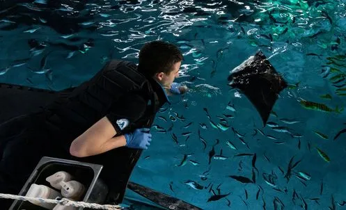 Nourrissage bassin haute mer