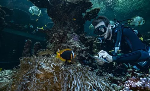 Plongeur dans le lagon